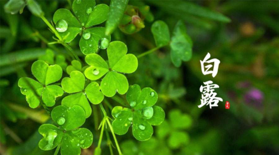 白露時(shí)節(jié)！ 金環(huán)電器提醒大家要注意這些事項(xiàng)